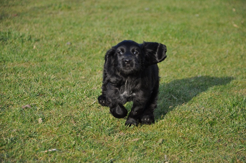 Nos chiens