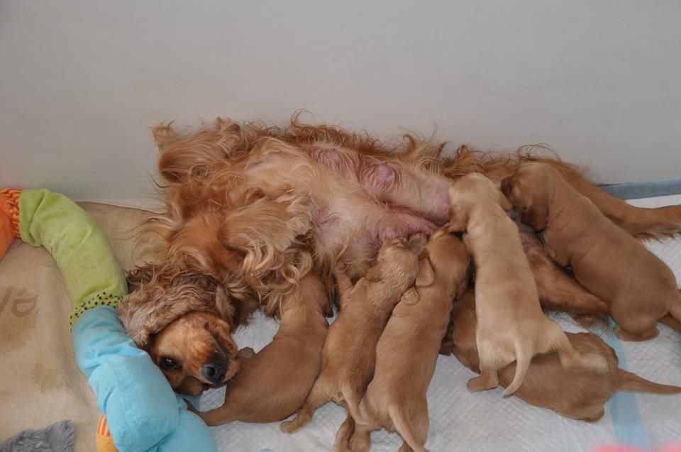 Du Clos De Milomé - Cocker Spaniel Anglais - Portée née le 11/07/2018