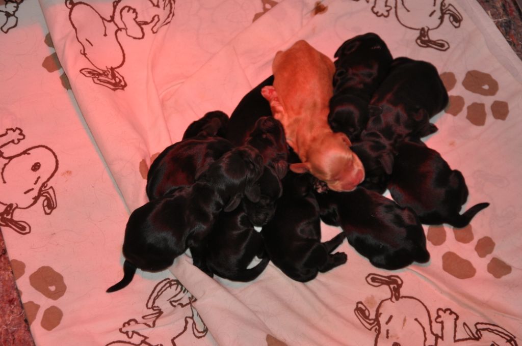 Du Clos De Milomé - Cocker Spaniel Anglais - Portée née le 04/03/2019