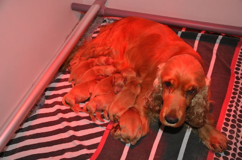 Du Clos De Milomé - Cocker Spaniel Anglais - Portée née le 26/10/2013