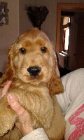 CHIOT