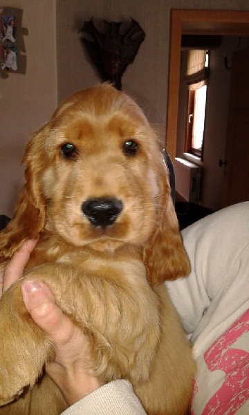Du Clos De Milomé - Cocker Spaniel Anglais - Portée née le 27/05/2014